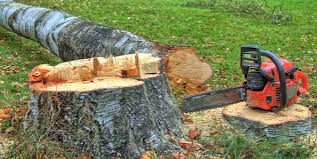 Best Arborist Consultation Services  in Pine Hill, NJ