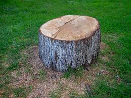 How Our Tree Care Process Works  in  Pine Hill, NJ