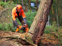 Best Tree Removal  in Pine Hill, NJ