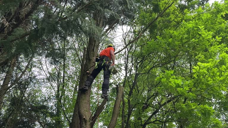 Best Tree Cabling and Bracing  in Pine Hill, NJ