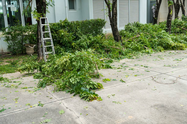 Best Lawn Pest Prevention  in Pine Hill, NJ