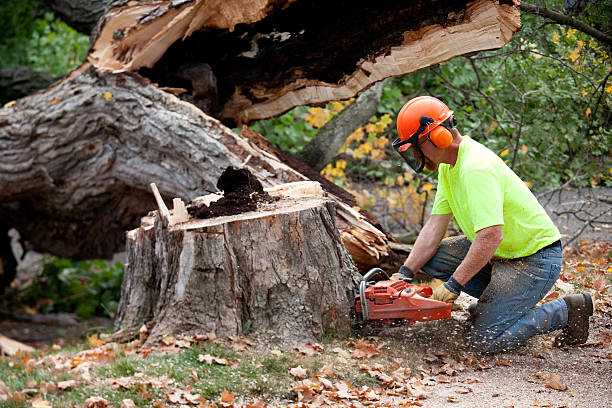 Best Aeration Services  in Pine Hill, NJ