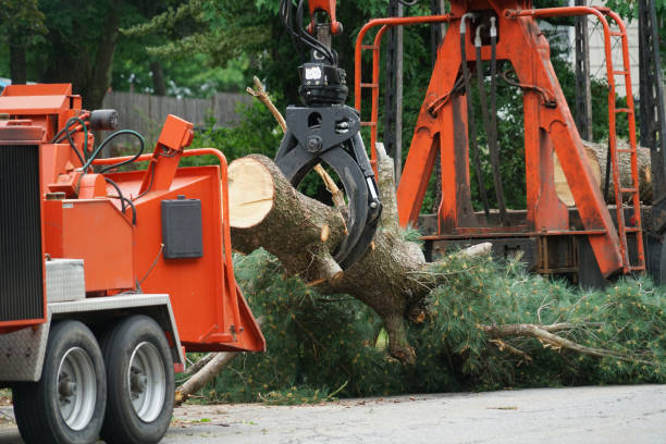 Best Lawn Renovation and Restoration  in Pine Hill, NJ