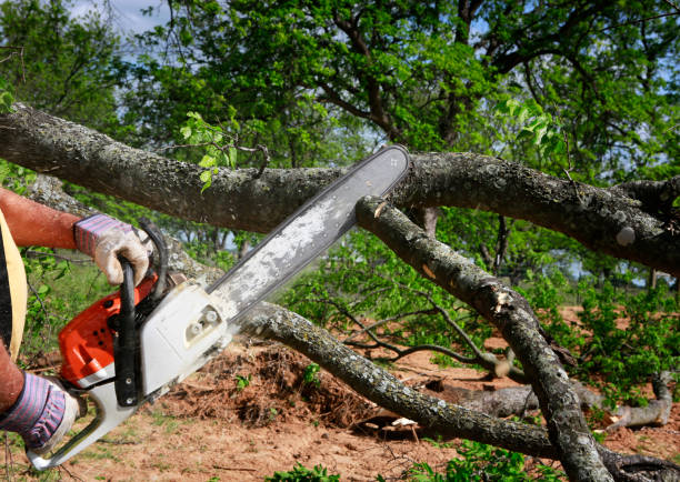 Best Lawn Mowing  in Pine Hill, NJ